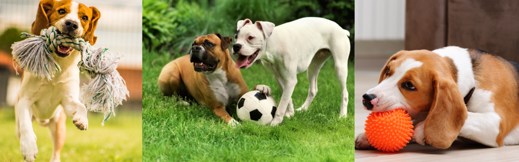 dog toys